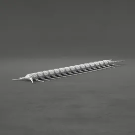 Centipede